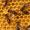 мёд прополис от Витали #109499