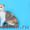КШ и ПДШ вислоухие и прямоухие котята питомник в г. Тамбове - Изображение #3, Объявление #254303
