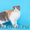 КШ и ПДШ вислоухие и прямоухие котята питомник в г. Тамбове - Изображение #2, Объявление #254303