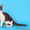 КШ и ПДШ вислоухие и прямоухие котята питомник в г. Тамбове - Изображение #1, Объявление #254303