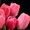 Тюльпаны,  гиацинты,  нарциссы #359634