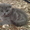 Продаю Британских котят вислоухих(девочки) #479689
