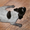 Продаются щенки немецкого дратхаара - Изображение #3, Объявление #479731