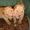 Продам чистокровных щенков шарпея - Изображение #4, Объявление #493618