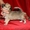 замечательные щенки чихуахуа - Изображение #2, Объявление #488600