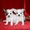 замечательные щенки чихуахуа - Изображение #3, Объявление #488600