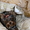 вязка йоркширский терьер кобель  - Изображение #1, Объявление #544157