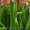 Тюльпаны оптом к 8  марта