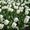 Луковицы тюльпанов - Изображение #2, Объявление #656907