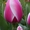 Луковицы тюльпанов - Изображение #1, Объявление #656907