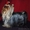 Красивые щенки йокширского терьера и бевер йорка - Изображение #1, Объявление #815974