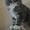 Котята мейн кун Самые крупные домашние кошки! - Изображение #2, Объявление #938483