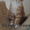 Котята мейн кун Самые крупные домашние кошки! - Изображение #3, Объявление #938483