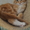 Котята мейн кун Самые крупные домашние кошки! - Изображение #1, Объявление #938483