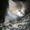 Красивые домашние котята в дар - Изображение #4, Объявление #1059817