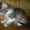Красивые домашние котята в дар - Изображение #6, Объявление #1059817