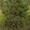 Живые сосны (елки) к новому году оптом - Изображение #1, Объявление #1154089