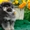 Очаровательные щенки померанского шпица #1177170