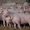 Поросят продаю возраст от 1 мес цена договорная свиноматки порода крупная белая  #1281550
