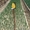 Тюльпаны оптом к 8 марта в краснодарском крае (Голанские) - Изображение #4, Объявление #1368914