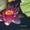 нимфея (водная лилия ) - Изображение #6, Объявление #1525972
