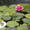 нимфея (водная лилия ) - Изображение #5, Объявление #1525972
