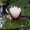 нимфея (водная лилия ) - Изображение #2, Объявление #1525972