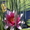 нимфея (водная лилия ) - Изображение #3, Объявление #1525972