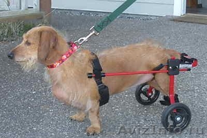 Инвалидная коляска для собак. - Изображение #1, Объявление #47350