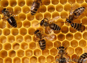 мёд прополис от Витали - Изображение #1, Объявление #109499