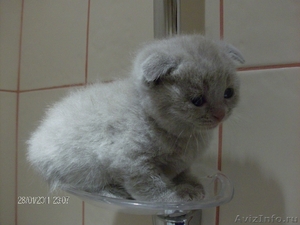 Продаются британские котята в Ставрополе - Изображение #3, Объявление #200226
