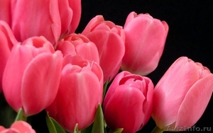 Тюльпаны, гиацинты, нарциссы - Изображение #1, Объявление #359634