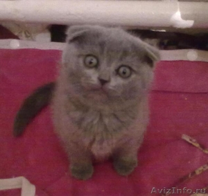 Продаю Британских котят вислоухих(девочки) - Изображение #2, Объявление #479689