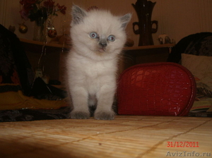 Британский плюшевый котик - Изображение #1, Объявление #484171