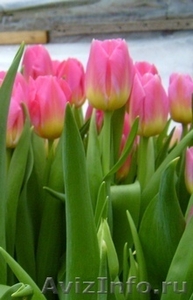 Тюльпаны оптом к 8  марта - Изображение #3, Объявление #555782