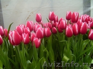 Тюльпаны оптом к 8  марта - Изображение #1, Объявление #555782