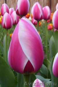Тюльпаны оптом к 8  марта - Изображение #2, Объявление #555782