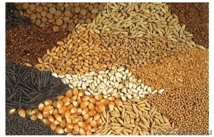 высокоурожайные импортные яровые семена - Изображение #1, Объявление #807441