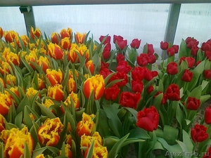 тюльпаны к 14 и 23 февраля 8 марта от производителя - Изображение #2, Объявление #842821