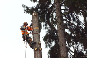 Спил, обрезка, кронирование деревьев профессиональными альпинистами - Изображение #1, Объявление #1148137