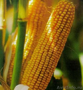 Семена кукурузы гибридные - Изображение #1, Объявление #1234322