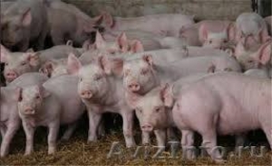 Поросят продаю возраст от 1 мес цена договорная свиноматки порода крупная белая  - Изображение #1, Объявление #1281550