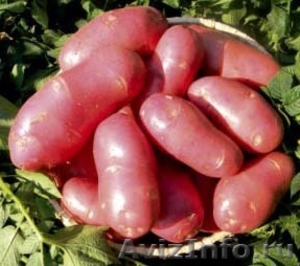 продам семенной картофель из Беларуси в Ставрополе - Изображение #1, Объявление #1315240