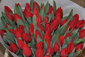 Продаем тюльпаны оптом и в розницу - Изображение #2, Объявление #1380815