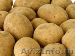 Семенной картофель из Беларуси в Ставрополи - Изображение #1, Объявление #1496697