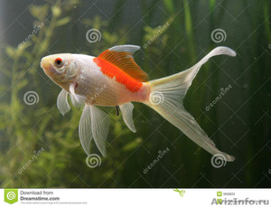 малёк золотой рыбы Комета - Изображение #4, Объявление #1520139