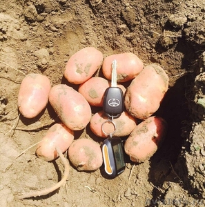 КФХ реализует молодой картофель оптом - Изображение #1, Объявление #1623307