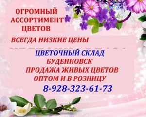 Цветочный склад, опт-розница, низкие цены Буденновск - Изображение #1, Объявление #1727232